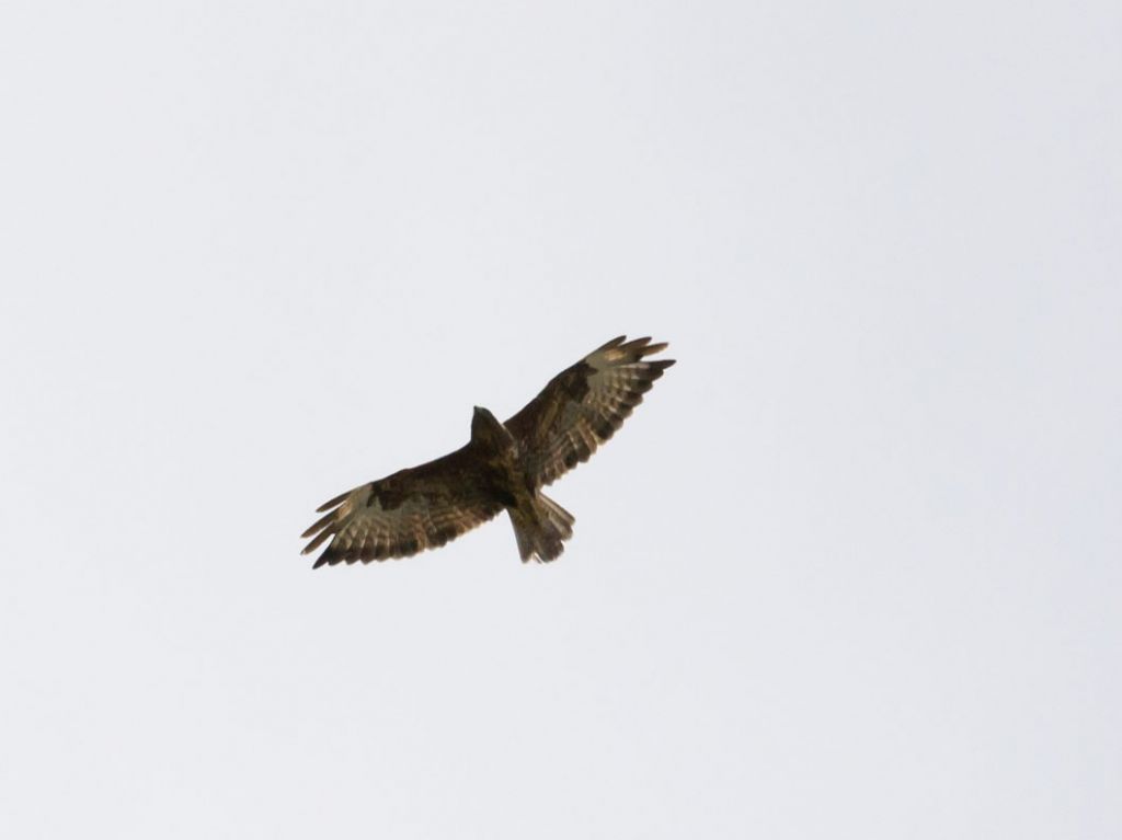 Identificazione rapace: Poiana